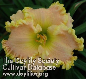 Daylily Pink Party Confection